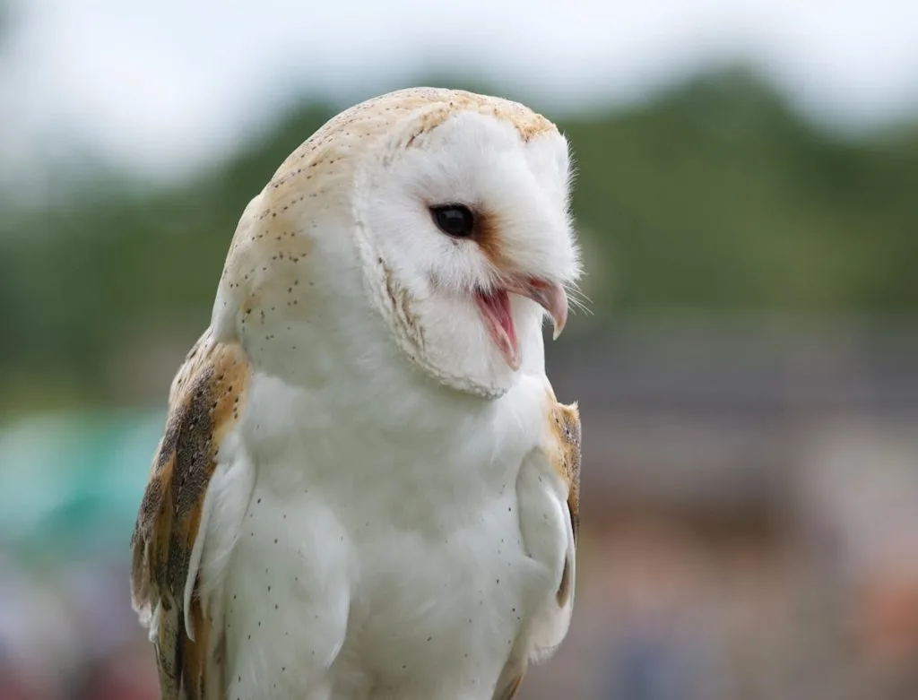 Installing A Barn Owl Nest Box On A Tree